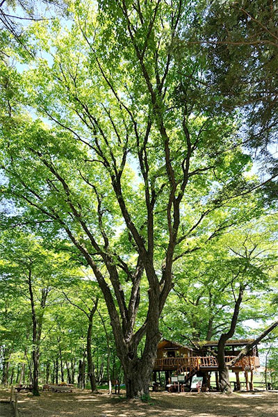 樹上の大冒険
